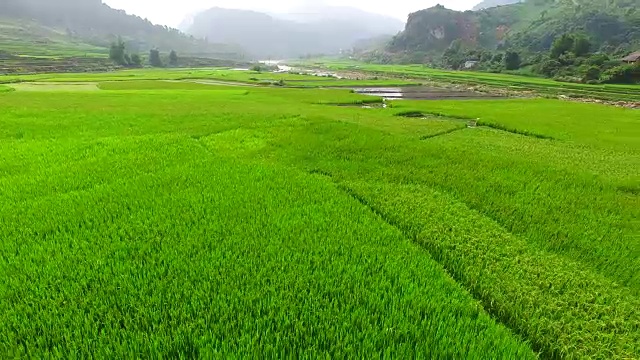 无人机拍摄的乡村绿色稻田的鸟瞰图。视频下载