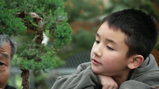 小男孩看着爷爷清理盆景树/西雅图，华盛顿，美国视频素材