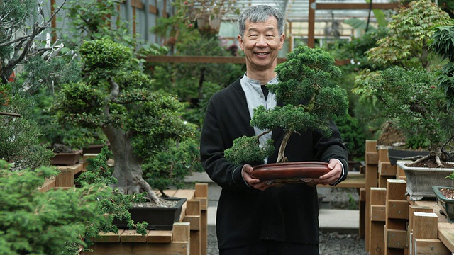 美国华盛顿州西雅图，一名老年男子在苗圃中抱着一棵盆景树视频素材