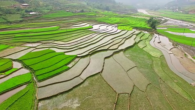 无人机拍摄的乡村绿色稻田的鸟瞰图。视频素材