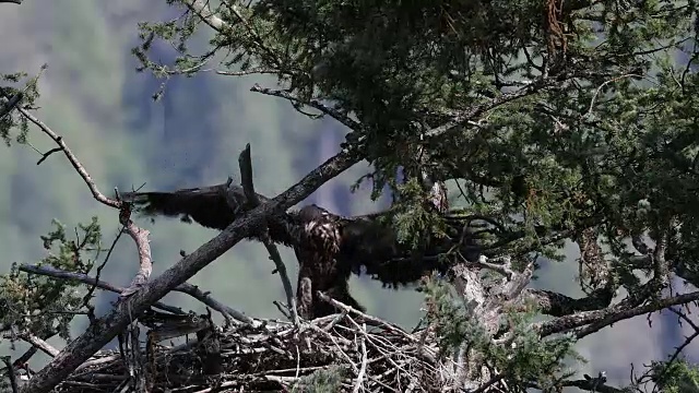 一只小鹰(白头Haliaeetus leucocephalus)在巢中扇动的MS 4K镜头视频素材