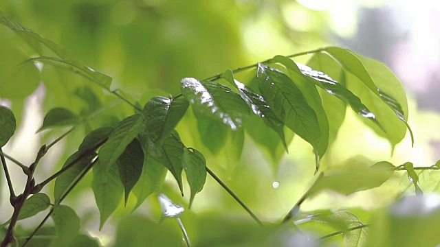 夏雨落在绿叶上视频素材