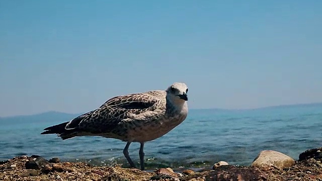 岩石上的海鸥，靠近点视频素材