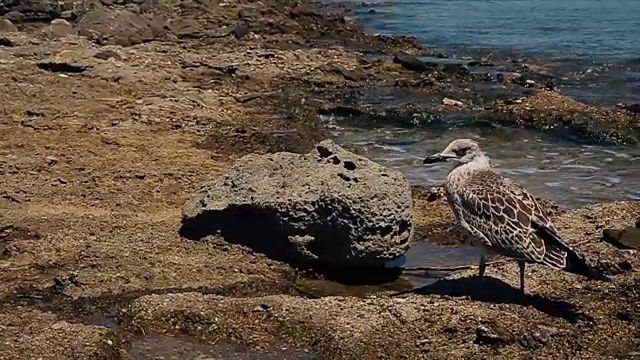 海鸥在海岸线视频素材