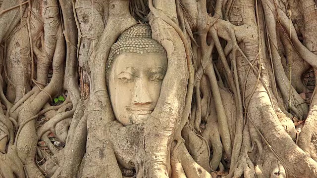 泰国大城府玛哈塔寺的砂岩佛像视频素材