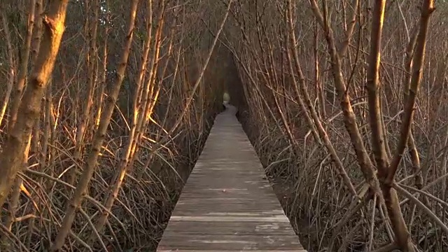 红树林中古老的木栈道视频素材