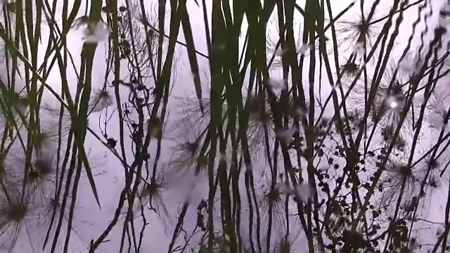 水塘上的雨滴和涟漪视频下载