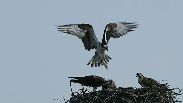 TS 4K拍摄的鱼鹰(Pandion haliaetus)带着一条鱼给他的3个雏鸟视频素材