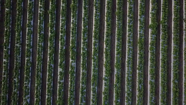 鸟瞰图飞过一排排年轻的绿色植物农田视频素材