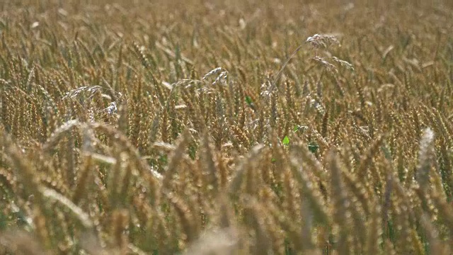 近距离大麦作物田视频素材