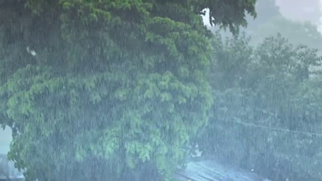 热带雨林视频素材