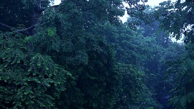 热带雨林视频素材