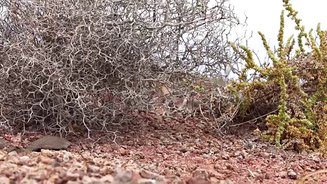 Montaña Roja views - Fuerteventura地标视频素材