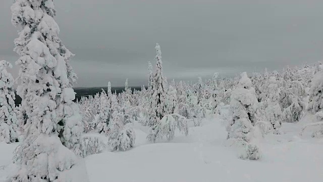 芬兰拉普兰航空镜头-大雪森林视频素材