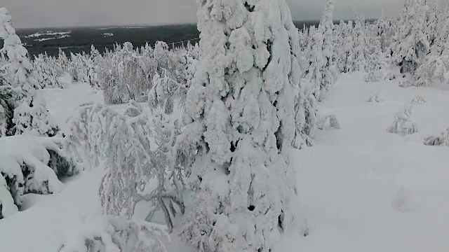 芬兰拉普兰航空镜头-大雪森林视频素材