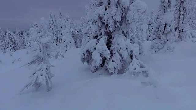 芬兰拉普兰航空镜头-大雪森林视频素材