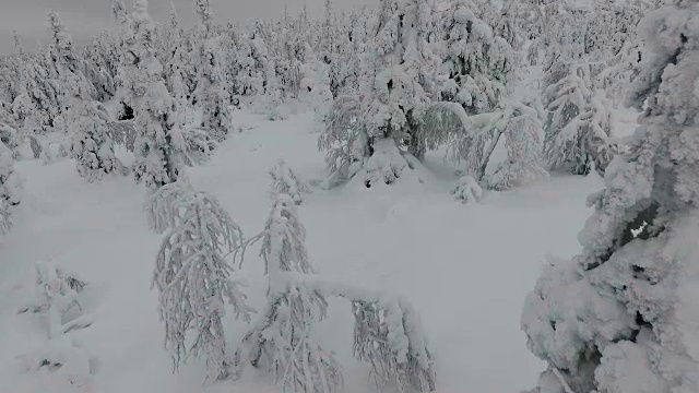 芬兰拉普兰航空镜头-大雪森林视频素材