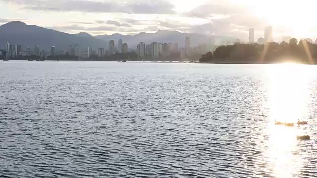 日出时，加拿大鹅漂浮在宁静的城市海湾上视频下载