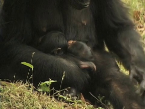 坦桑尼亚贡贝溪国家公园，雌性黑猩猩(Pan troglodytes)和两个婴儿视频素材