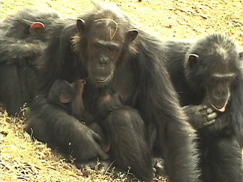 坦桑尼亚贡贝溪国家公园，雌性黑猩猩(Pan troglodytes)和两个婴儿视频素材