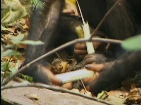 坦桑尼亚贡贝溪国家公园，年轻的黑猩猩(Pan troglodytes)在吃树枝视频素材