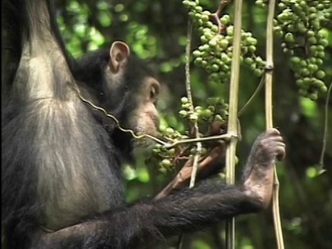 年轻的黑猩猩(Pan troglodytes)悬挂在藤蔓上吃葡萄，贡贝溪国家公园，坦桑尼亚视频素材