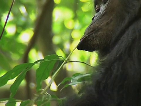 成年黑猩猩(Pan troglodytes)吃藤条，贡贝溪国家公园，坦桑尼亚视频素材