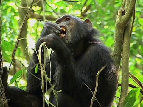 坦桑尼亚贡贝溪国家公园，成年黑猩猩(Pan troglodytes)在树上吃藤条视频素材