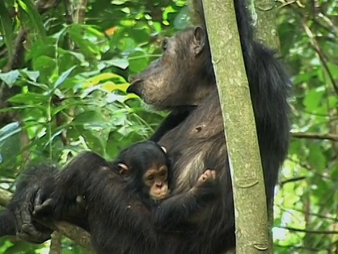 MS, TD，雌性黑猩猩(Pan troglodytes)和婴儿在树上，冈贝溪国家公园，坦桑尼亚视频素材