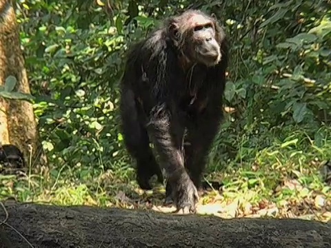 坦桑尼亚贡贝溪国家公园森林里的一只雌性黑猩猩(原始人)视频素材