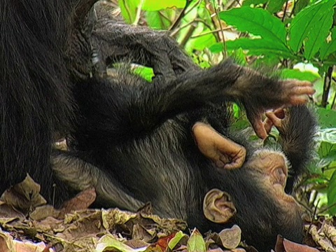 坦桑尼亚贡贝溪国家公园森林里的一只幼小的雌性黑猩猩视频素材