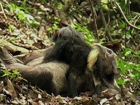 MS, ZI, CU，雌性黑猩猩(Pan troglodytes)和婴儿在森林里，冈贝溪国家公园，坦桑尼亚视频素材