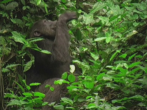 坦桑尼亚贡贝河国家公园，成年黑猩猩(Pan troglodytes)在树上吃树叶视频素材