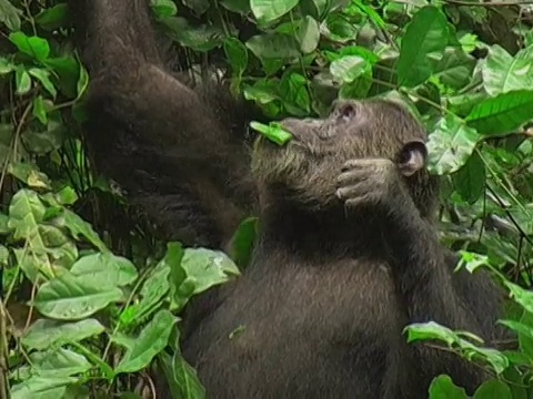 坦桑尼亚贡贝河国家公园，成年黑猩猩(Pan troglodytes)在树上吃树叶视频素材