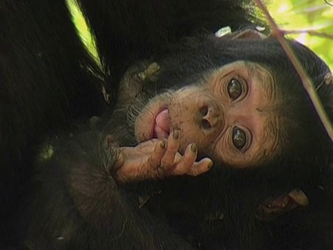 坦桑尼亚贡贝溪国家公园，幼年黑猩猩(Pan troglodytes)和母亲视频素材