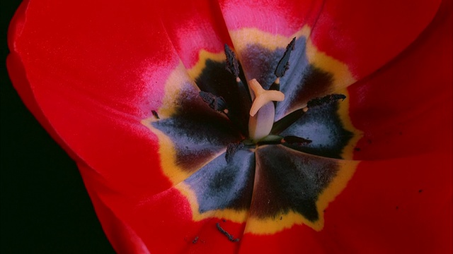 T/L，红色郁金香的开合视频素材