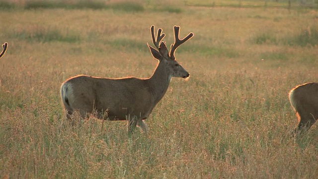 美国草地上的一群雄骡鹿(Odocoileus hemionus)视频下载