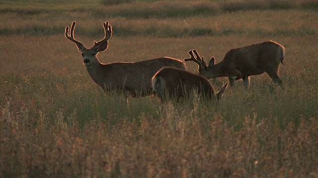 美国草地上的一群雄骡鹿(Odocoileus hemionus)视频下载