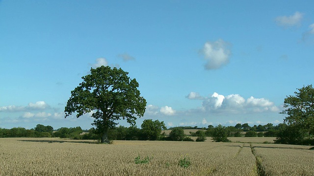 WS, Grain field，石勒苏益格荷尔斯泰因，德国视频素材