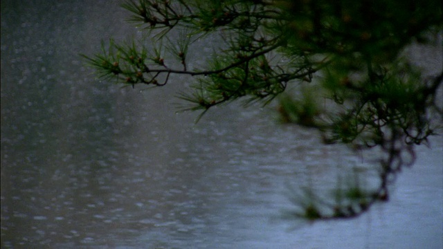 选择性聚焦中景拍摄雨落在水/树枝在前景/日根，日本视频素材