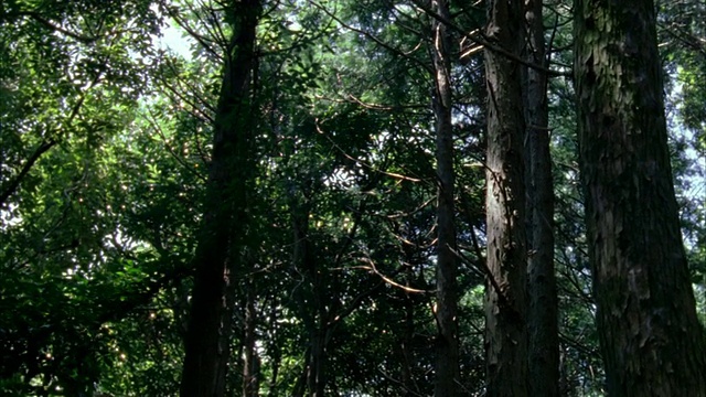 鹤穿过雾蒙蒙的森林/萩，山口县，日本视频素材