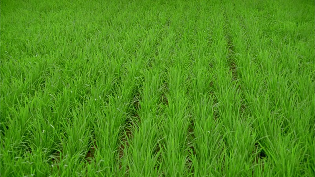 中速抛掷，稻田中有随风飘动的植物/萩，山口县，日本视频素材