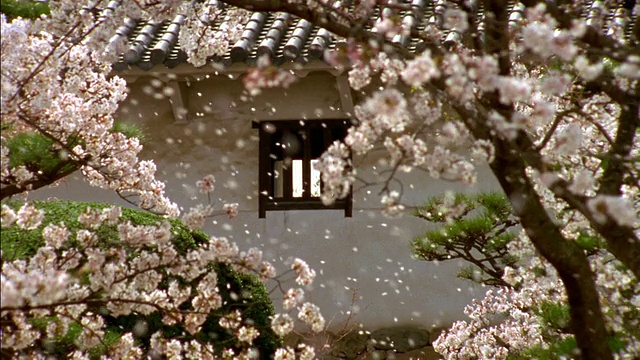 姬路城樱花盛开的庭院/姬路，日本视频素材