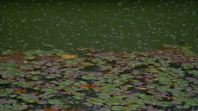 日本福岛县，中等大小的雨落在睡莲上视频素材