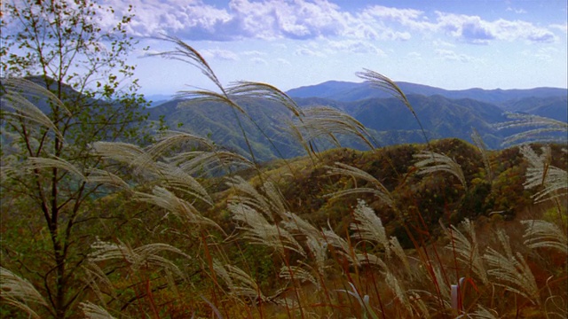 宽镜头高草吹在风中与山和云的背景/日光，toshiigi县，日本视频素材