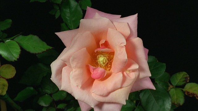 T/L, CU，粉红玫瑰(蔷薇)蓓蕾开放视频素材