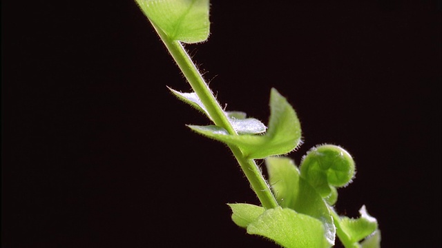 T/L, CU, Boston Fern (Nephrolepis Boston)在黑色背景下生长，视频素材