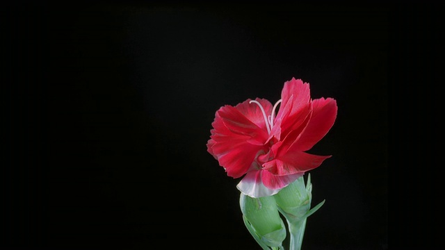 T/L, CU，红色康乃馨花蕾在黑色背景下开放视频下载