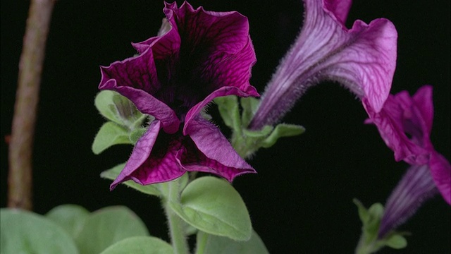 T/L, CU，紫色矮牵牛花在黑色背景下开放视频素材