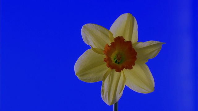 T/L, CU，水仙花开放的蓝色背景视频素材